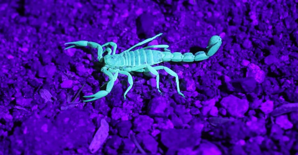 10 Great Ideas for Glow-in-the-Dark 3D Printing
